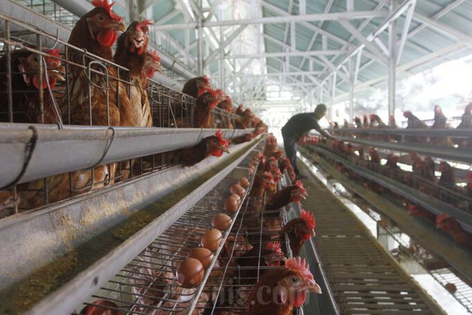 PETERNAK RAKYAT AYAM BROILER VS INDUSTRI RAKSASA