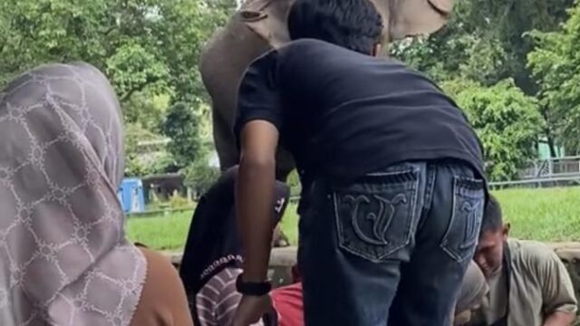 Bocah-Jatuh-ke-Kandang-Gajah-Pengelola-Diduga-untuk-Konten