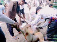 Pelaksanaan Qurban Masjid Jami Nurul Iman Pasir Putih Berjalan Lancar, 1.091 Kupon Dibagikan