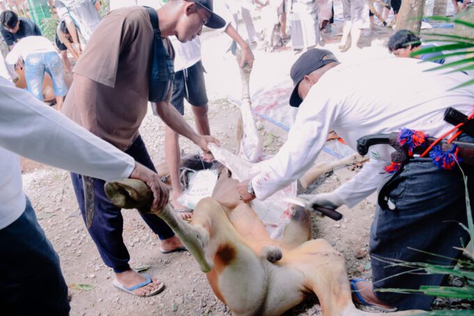 Pelaksanaan Qurban Masjid Jami Nurul Iman Pasir Putih Berjalan Lancar, 1.091 Kupon Dibagikan