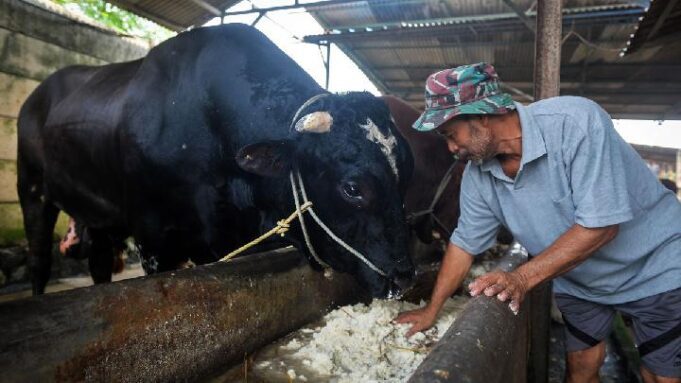 Prabowo Bagikan Ribuan Sapi Kurban ke Seluruh Negeri