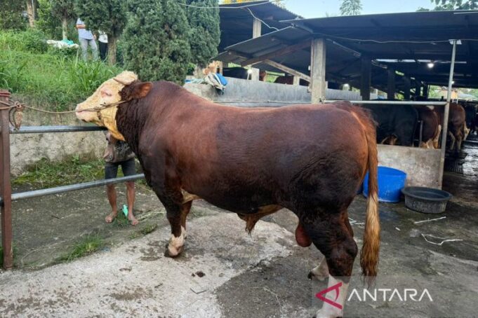 Prabowo Salurkan 1.098 Sapi Kurban Premium