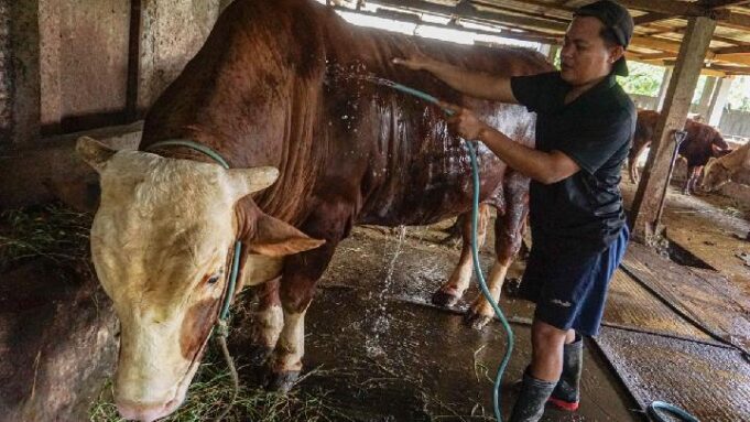 Prabowo Salurkan 1.098 Sapi Kurban dengan Anggaran Rp100 Miliar