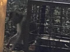 Monyet Dirantai di Depok Jadi Sorotan Polisi