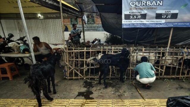 **Limbah Kurban, Tantangan Lingkungan yang Bisa Jadi Sumber Daya**