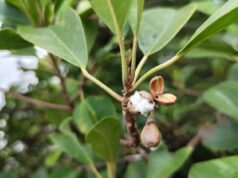 **Temukan Mangrove Langka Dekat IKN, BRIN dan UGM Gugah Konservasi**