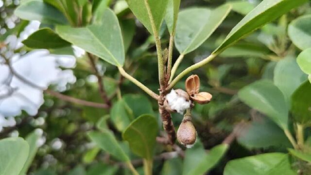 **Temukan Mangrove Langka Dekat IKN, BRIN dan UGM Gugah Konservasi**