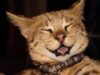 **Kucing Kecil Selamat dari Reruntuhan Tornado di Mississippi**