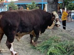 **Sapi Kurban Presiden, Wujud Bantuan Negara untuk Rakyat**