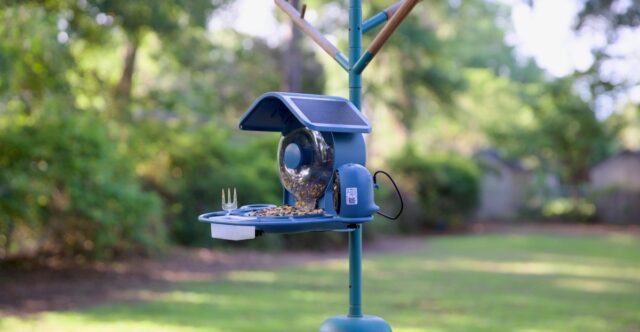 Bird Feeder Cerdas Tampilkan Drama Alam Belakang Rumah