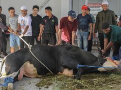 Sapi Kurban Presiden Dibiayai APBN, Ini Alasan Resmi