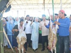 Serang Luncurkan Kurban 1.000 Domba sebagai Pilot Project Nasional