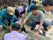 50 Tukik Dilepas, 500 Mangrove Ditanam di Pulau Sabira
