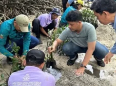 50 Tukik Dilepas, 500 Mangrove Ditanam di Pulau Sabira