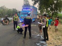Adu Banteng di Wonogiri, Tiga Nyawa Melayang