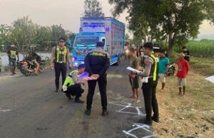 Adu Banteng di Wonogiri, Tiga Nyawa Melayang