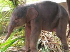 Anak Gajah Sumatera Lahir di Lembah Hijau