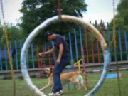 Anjing Masuk PAUD di China, Bukan Sekadar Peliharaan