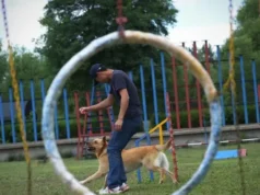 Anjing Masuk PAUD di China, Bukan Sekadar Peliharaan