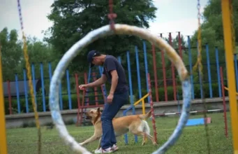 Anjing Masuk PAUD di China, Bukan Sekadar Peliharaan