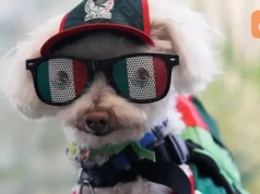 Anjing Penyelamat yang Menjadi Bintang Piala Dunia
