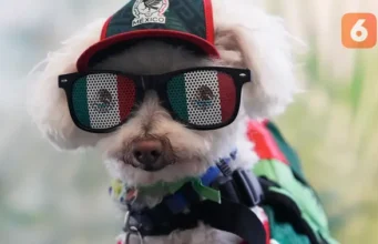 Anjing Penyelamat yang Menjadi Bintang Piala Dunia