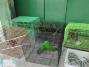 Aparat Tertangkap Selundupkan Ratusan Satwa Endemik Papua