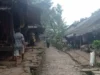 Babi Hutan dan Monyet Serang Ladang Petani Badui, Kerugian Capai Rp25 Juta
