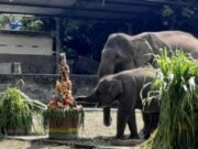 Bandung Zoo Dikuasai Fauna Land, Gembira Loka Kalah Tipis