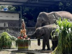 Bandung Zoo Dikuasai Fauna Land, Gembira Loka Kalah Tipis