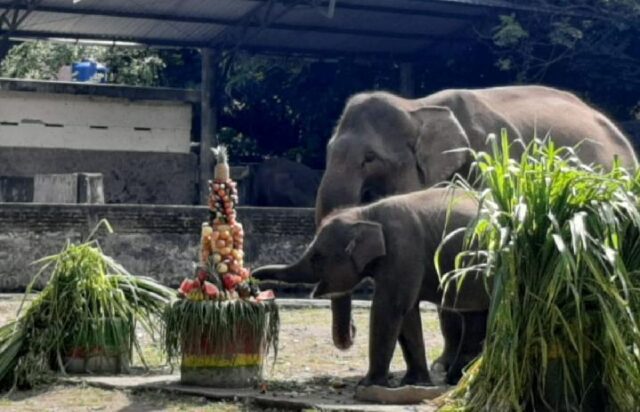 Bandung-Zoo-Dikuasai-Fauna-Land-Gembira-Loka-Kalah-Tipis