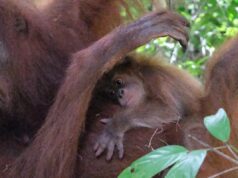 Bayi Orangutan Sumatera Lahir di Alam Liar Aceh