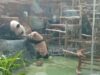 Bayi Panda Raksasa Li Ao Resmi Diperkenalkan ke Publik