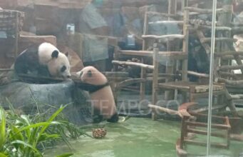 Bayi Panda Raksasa Li Ao Resmi Diperkenalkan ke Publik