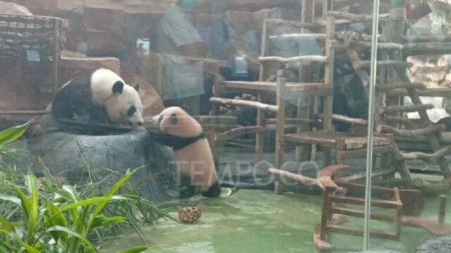 Bayi-Panda-Raksasa-Li-Ao-Resmi-Diperkenalkan-ke-Publik