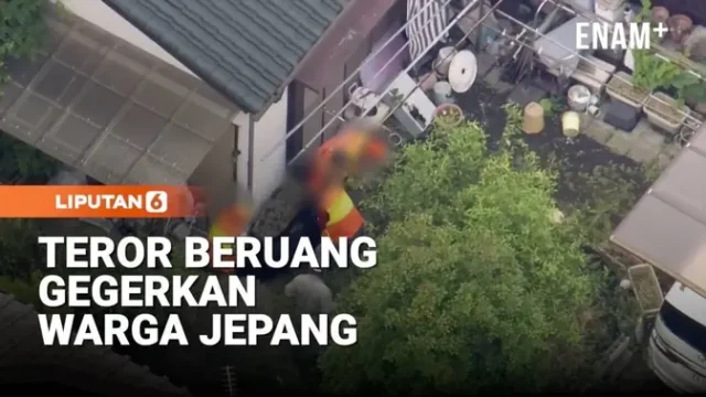 Beruang-Liar-Meneror-Permukiman-dan-Kampus-di-Jepang