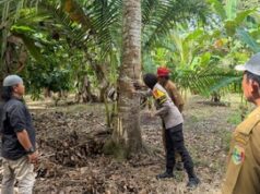 Beruang Masuk Kebun, Petani Lampung Gelisah