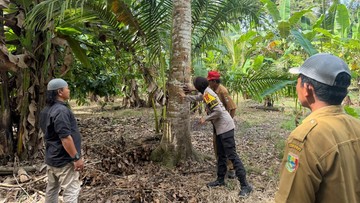 Beruang Masuk Kebun, Petani Lampung Gelisah