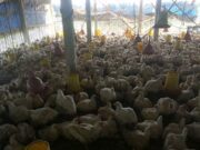 Daun Kirinyuh Jadi Penyaring Mikroplastik di Ayam Broiler
