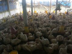 Daun Kirinyuh Jadi Penyaring Mikroplastik di Ayam Broiler