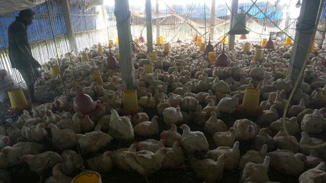 Daun-Kirinyuh-Jadi-Penyaring-Mikroplastik-di-Ayam-Broiler