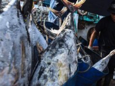 Evolusi Ikan Ancam Mata Pencaharian Nelayan