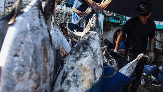Evolusi Ikan Ancam Mata Pencaharian Nelayan