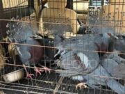 Gagalkan Peredaran 100 Satwa Liar di Pelabuhan Tanjung Priok