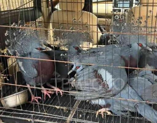 Gagalkan Peredaran 100 Satwa Liar di Pelabuhan Tanjung Priok