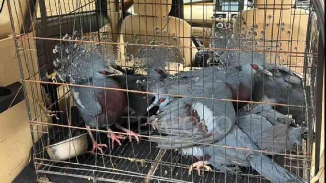 Gagalkan-Peredaran-100-Satwa-Liar-di-Pelabuhan-Tanjung-Priok
