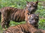 Harimau Sumatera Lahir di Taman Safari Prigen