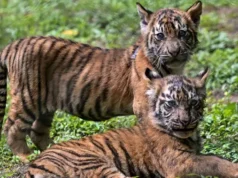 Harimau Sumatera Lahir di Taman Safari Prigen