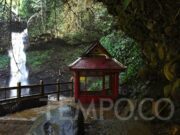 Hutan sebagai Terapi: Senyawa Alami Tingkatkan Kesehatan Mental dan Fisik