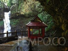 Hutan sebagai Terapi: Senyawa Alami Tingkatkan Kesehatan Mental dan Fisik